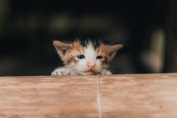 Choisir un arbre à chat adapté