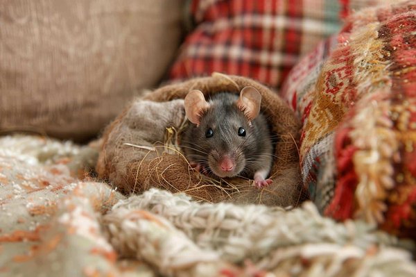 Comment gérer les comportements de nidification chez les rats domestiques ?